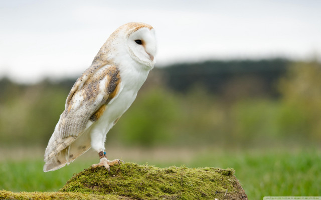 Barn owl mossy rock field free wallpaper for desktop - medium preview image