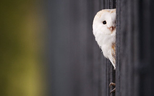 White owl peeking fence post #3 free wallpaper for desktop - medium preview image