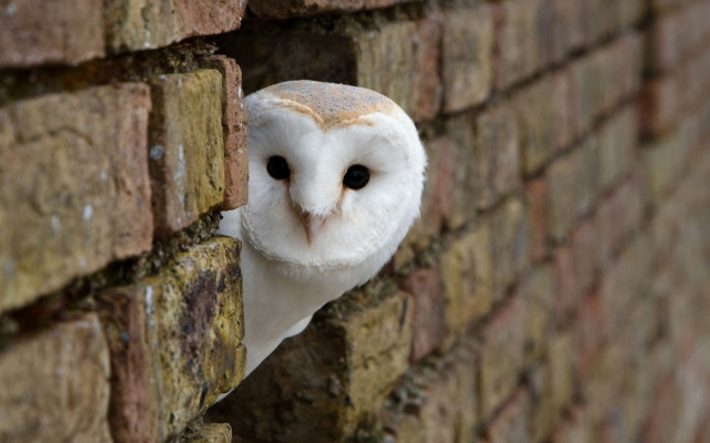 White owl peeking brick wall free wallpaper for desktop - medium preview image