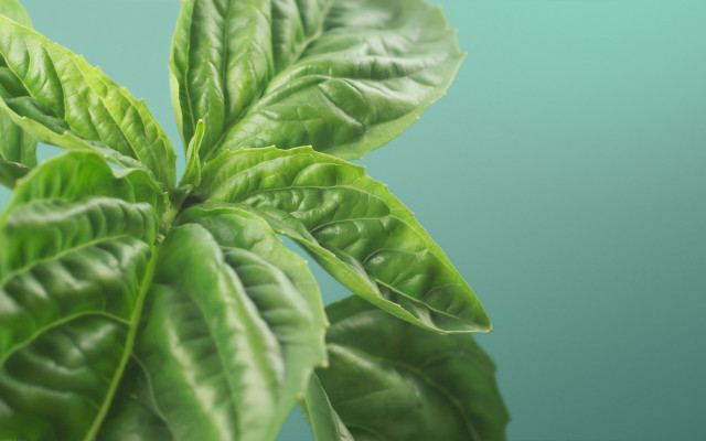 Green plant leaves blue background free wallpaper for desktop - medium preview image