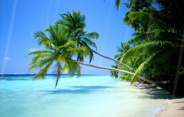 Palm tree beach clear water #5 free wallpaper for desktop - medium preview image