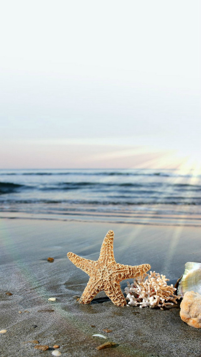 Starfish shells beach sun shining free wallpaper for mobile - medium preview image