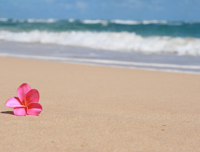 Pink flower beach sand ocean free wallpaper for desktop - medium preview image