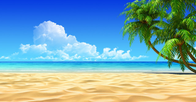 Beach palm tree blue sky #8 free wallpaper for desktop - medium preview image