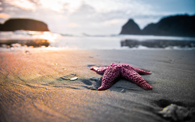 Starfish beach sun rock foreground free wallpaper for desktop - medium preview image