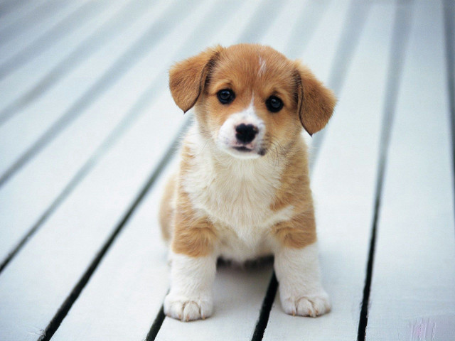 Puppy sitting wooden deck sad free wallpaper for desktop - medium preview image