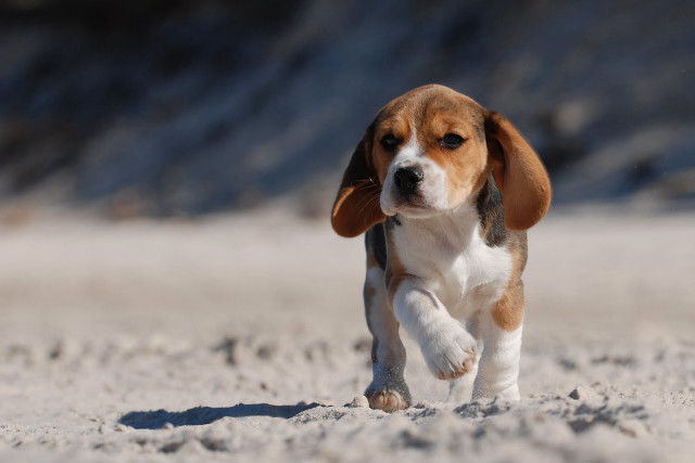 Beagle puppy running sandy beach free wallpaper for desktop - medium preview image