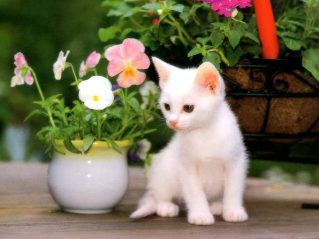 White kitten potted flowers impressionism free wallpaper for desktop - medium preview image