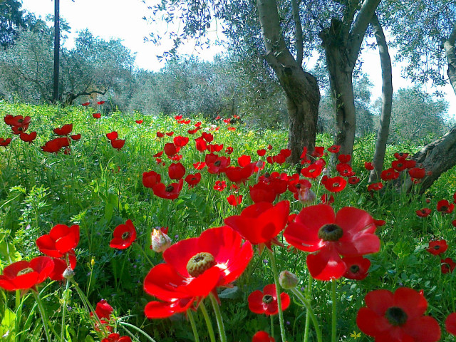 Red flower field bird trees free wallpaper for desktop - medium preview image