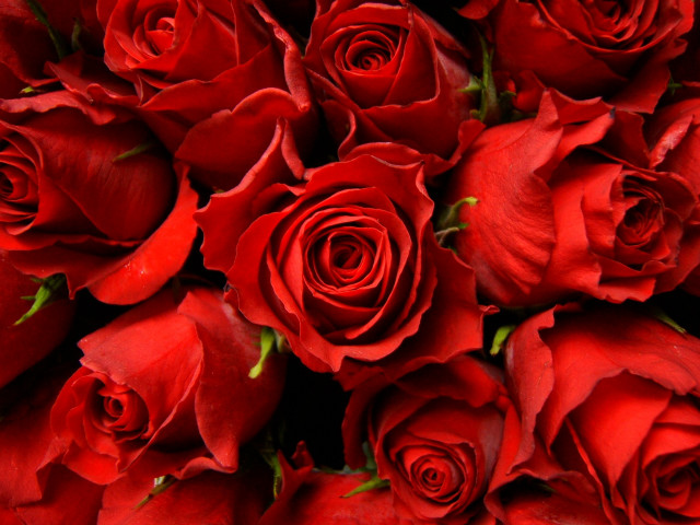Red roses bouquet arrangement flower free wallpaper for desktop - medium preview image