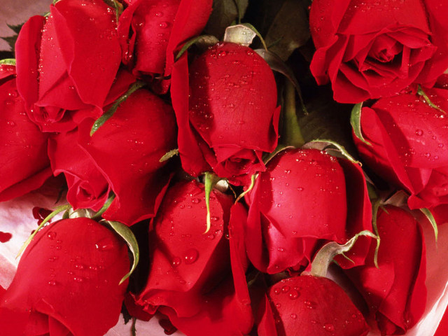 Red roses water droplets bunch free wallpaper for desktop - medium preview image