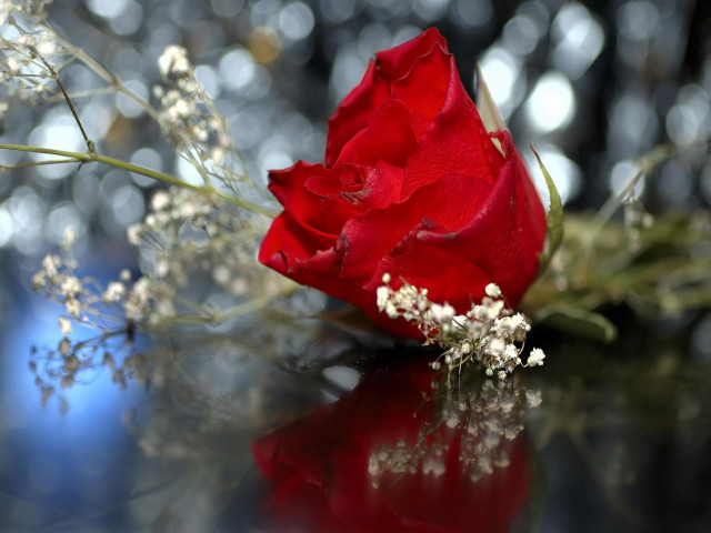 Red rose table bunch flowers free wallpaper for desktop - medium preview image