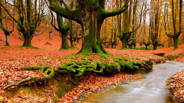 Stream forest trees leaves mossy #2 free wallpaper for desktop - medium preview image