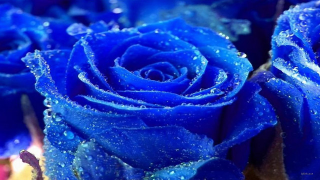 Blue roses water droplets macro free wallpaper for desktop - medium preview image