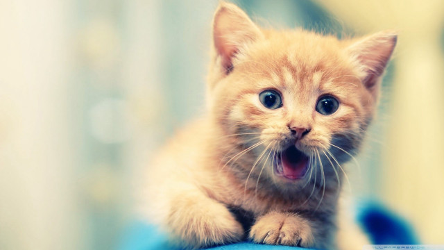 Surprised kitten paws blue surface #2 free wallpaper for desktop - medium preview image