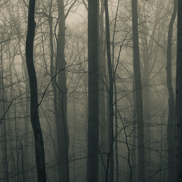 Foggy forest bare trees moon free wallpaper for tablet - medium preview image