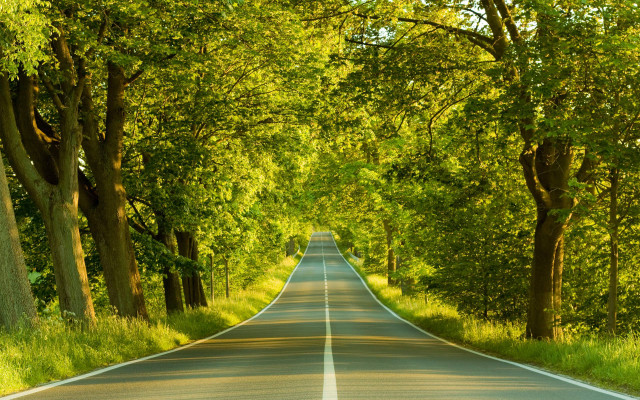Long road trees lining both #4 free wallpaper for desktop - medium preview image