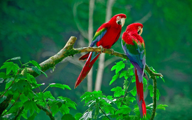 Red green parrots branch tree #2 free wallpaper for desktop - medium preview image