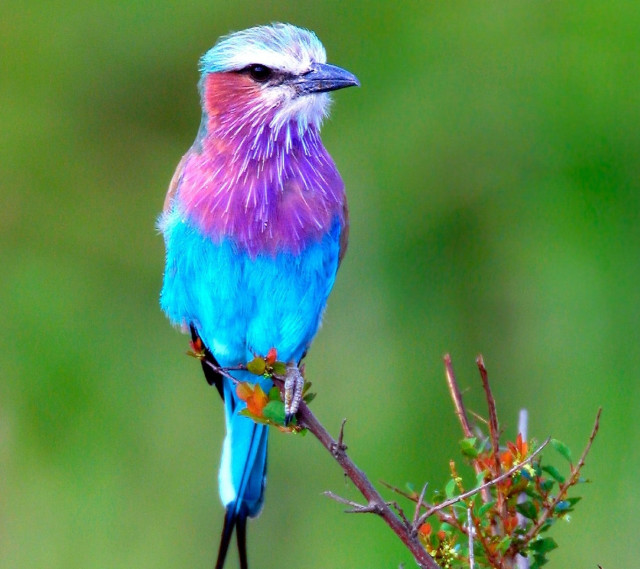 Colorful bird branch green background free wallpaper for tablet - medium preview image