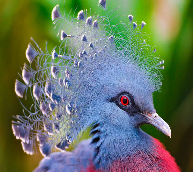 Bird bushy head feathers holography free wallpaper for tablet - medium preview image