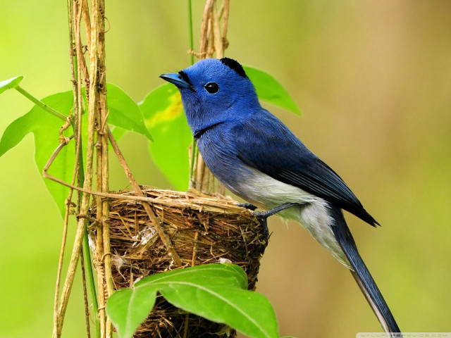 Blue bird nest green leaves free wallpaper for desktop - medium preview image