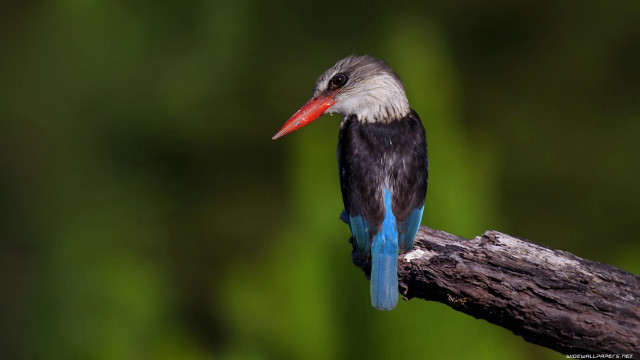 Bird red beak tree branch #2 free wallpaper for desktop - medium preview image