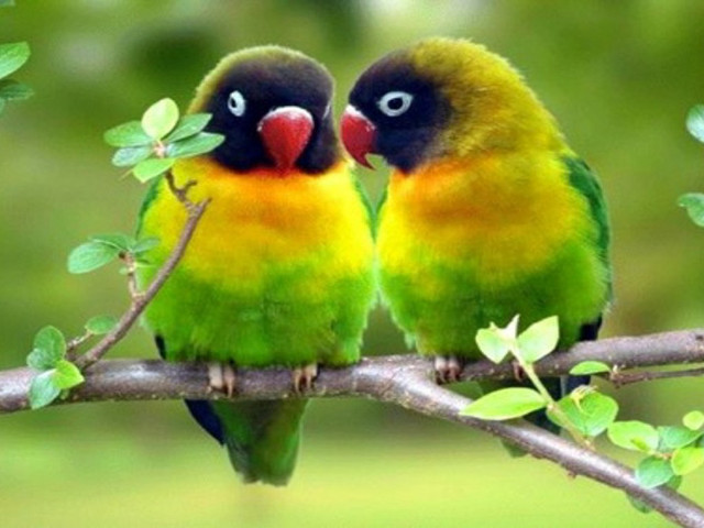 Colorful birds sitting branch leaves free wallpaper for desktop - medium preview image