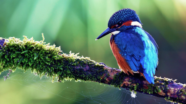 Colorful bird branch moss spider free wallpaper for desktop - medium preview image