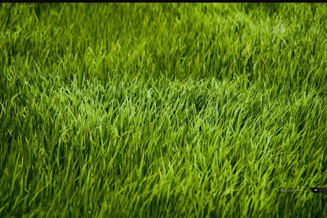 Scissors grass field green blurry free wallpaper for desktop - medium preview image