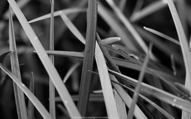 Grass small leaves black white free wallpaper for desktop - medium preview image