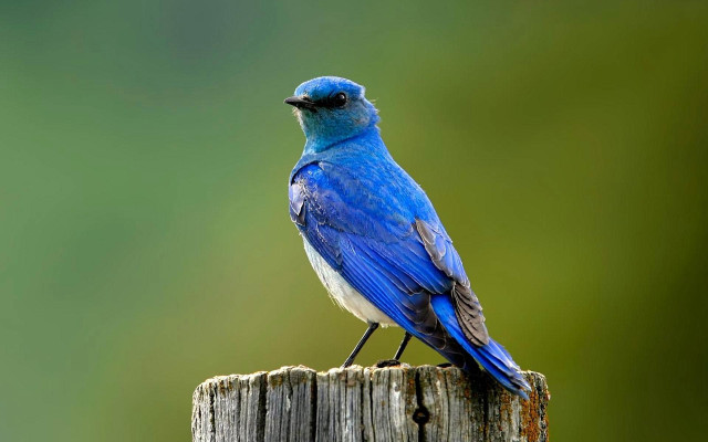 Blue bird wooden post green #3 free wallpaper for desktop - medium preview image