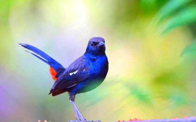 Blue bird red chest wings free wallpaper for desktop - medium preview image