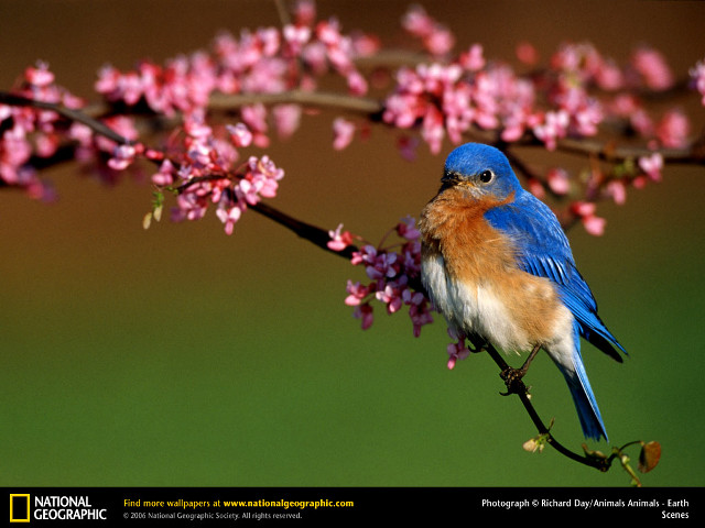 Blue bird branch pink flowers free wallpaper for desktop - medium preview image