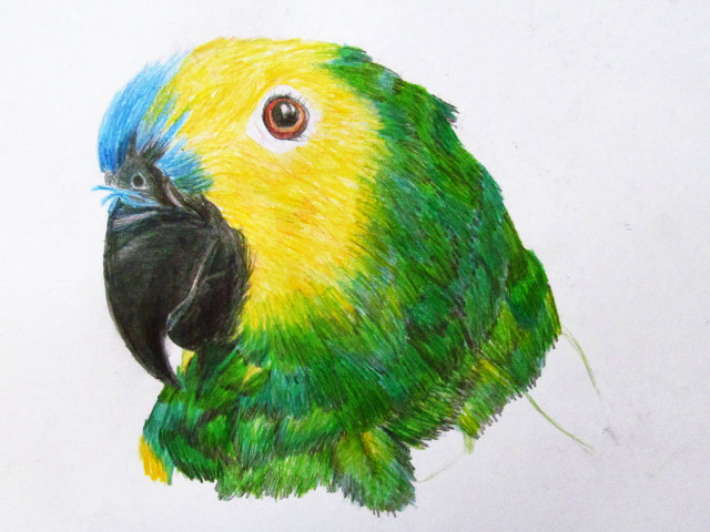 Parrot blue yellow head black free wallpaper for desktop - medium preview image