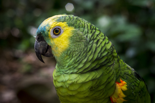 Green yellow parrot yellow flower free wallpaper for desktop - medium preview image