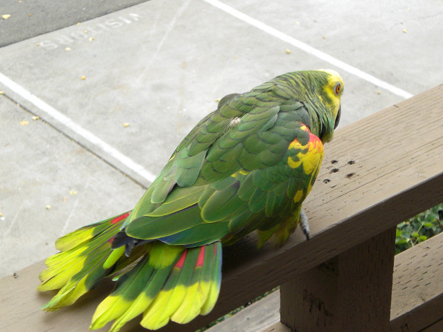 Green yellow parrot wooden bench free wallpaper for desktop - medium preview image