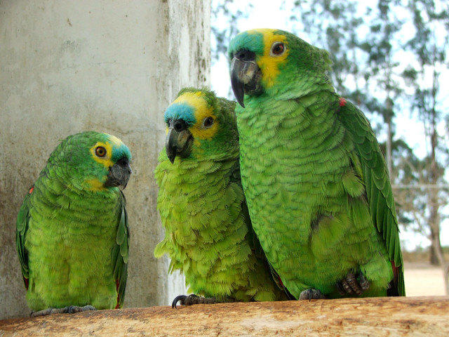 Three green parrots sitting on free wallpaper for desktop - medium preview image