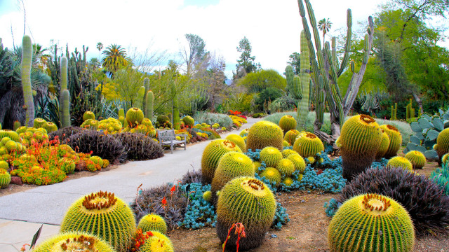 Cactus garden diverse plants flowers free wallpaper for desktop - medium preview image