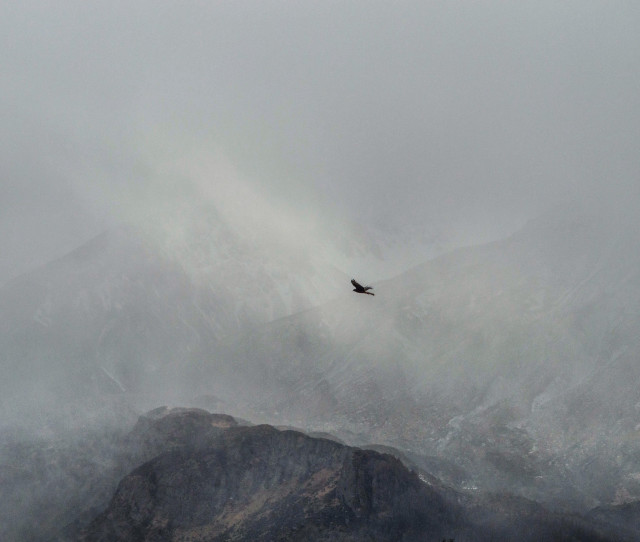 Bird flying mountain fog misty free wallpaper for desktop - medium preview image