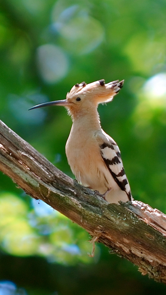 Bird sitting branch mouth open free wallpaper for mobile - medium preview image