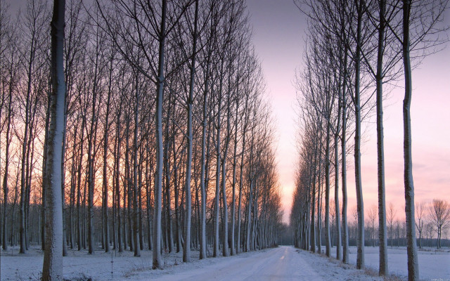 Road trees snow sunset dawn free wallpaper for desktop - medium preview image