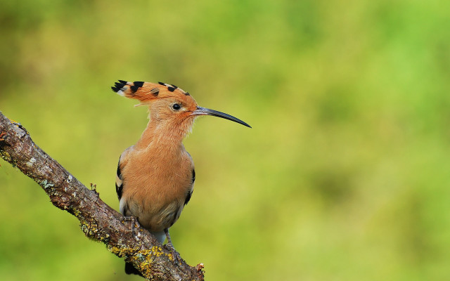 Bird beak branch green background free wallpaper for desktop - medium preview image