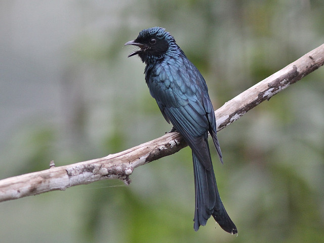 Small bird branch mouth open #2 free wallpaper for desktop - medium preview image