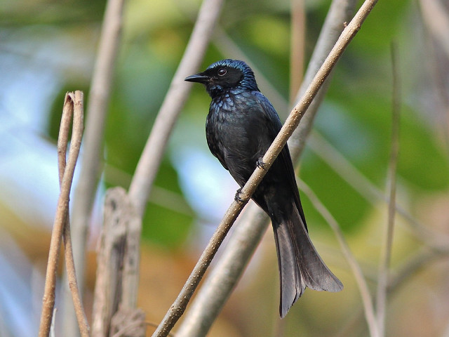 Black bird branch tree leaves free wallpaper for desktop - medium preview image