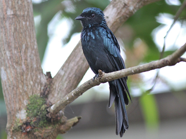 Black bird tree branch blurry free wallpaper for desktop - medium preview image