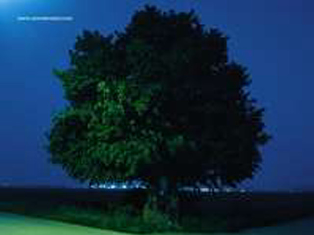 Tree field full moon blue free wallpaper for desktop - medium preview image