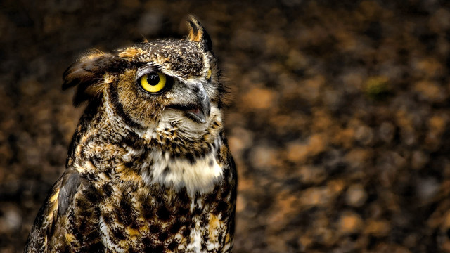 Owl yellow eyes brown spots free wallpaper for desktop - medium preview image