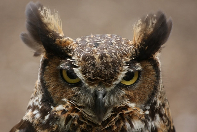 Owl closeup yellow eyes black #3 free wallpaper for desktop - medium preview image