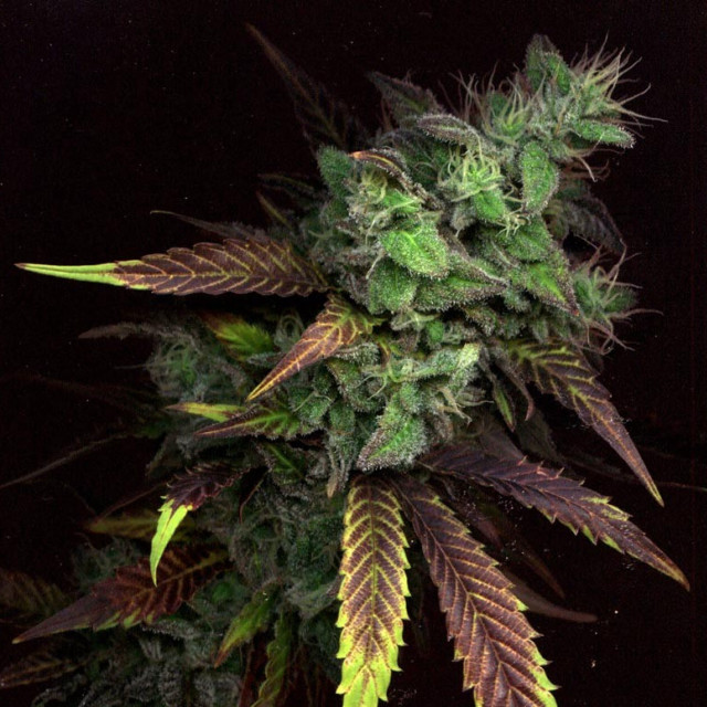 Close up plant green leaves free wallpaper for tablet - medium preview image