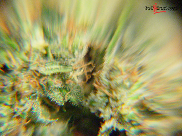 Blurry plant green leaves red free wallpaper for desktop - medium preview image